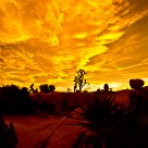 Joshua Tree Sunset